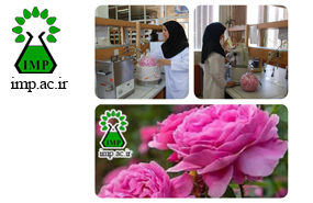 شناسایی اثرات ضد اضطرابی عصاره گل محمدی توسط پژوهشکده گیاهان دارویی جهاددانشگاهی