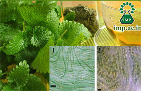 پژوهشکده گیاهان دارویی جهاددانشگاهی بررسی کرد؛کاربرد سیانوباکتری‌ها در تولید گیاهان دارویی/ رویکردی نوین برای افزایش تولید و بازده اقتصادی
