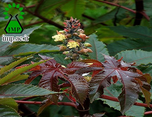 /Uploads/News/گياه كرچك با نام علمي  Ricinus communis 