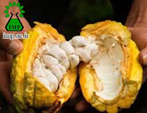 /Uploads/News/تاثیر مصرف کاکائو درکاهش فشار خون  Theobroma cacao