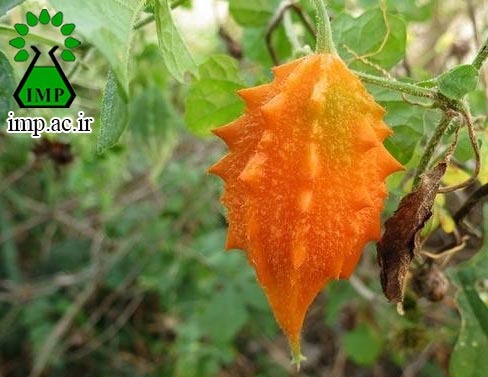 /Uploads/News/دانستنی های جذاب دنیای گیاهان (جگر زلیخا : Momordica charantia L) )