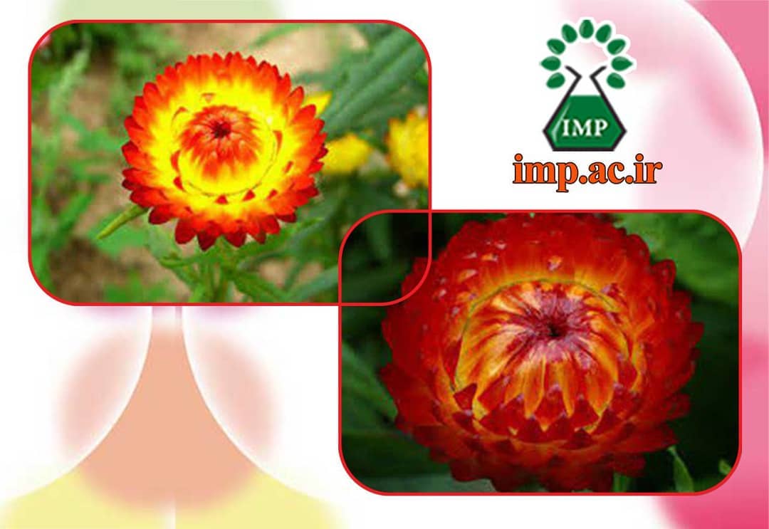 /Uploads/News/گل جاوید  