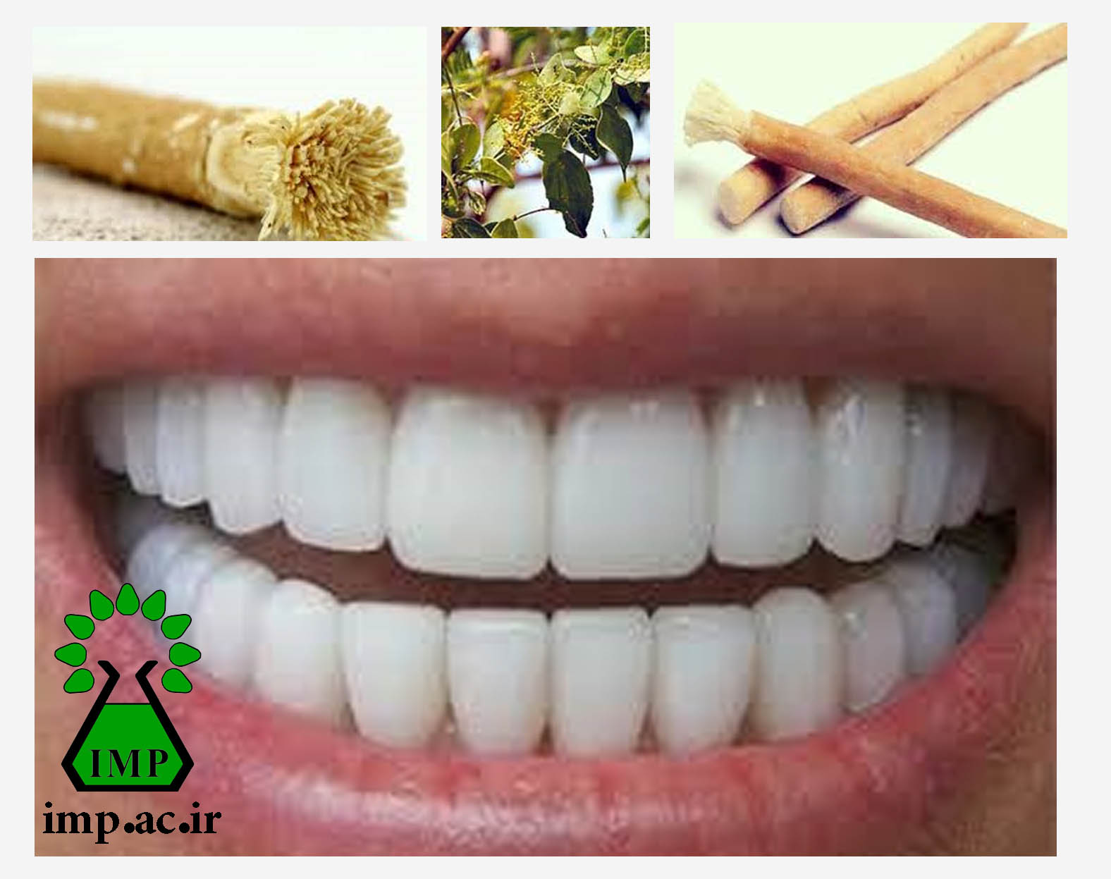 /Uploads/News/سلامت دندان با چوب مسواک Salvadora persica  