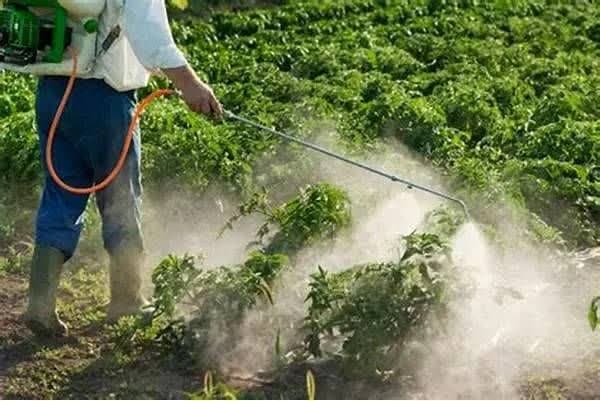 /Uploads/News/پنج آفت‌کش گیاهی جهاددانشگاهی به مرحله اخذ مجوز رسیدند/آفت‌کش‌های گیاهی، راهکاری برای کاهش مصرف سموم شیمیایی