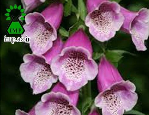 /Uploads/News/درمان نارسایی قلبی با گیاه گل انگشتانه   Digitalis purpurea