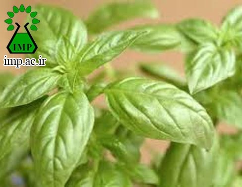 /Uploads/News/خواص ریحان :Ocimum basilicum L 
