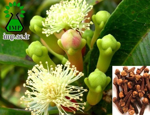 /Uploads/News/مشخصات گیاه میخک و خواص فیتوشیمیایی آن  .Syzggiun aromaticum L 