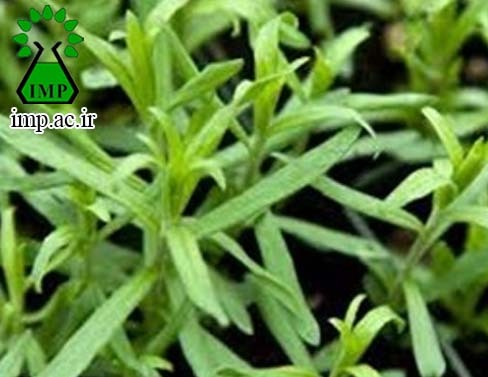 /Uploads/News/تاثیر گیاه دارویی ترخون بر بیماری دیابت  