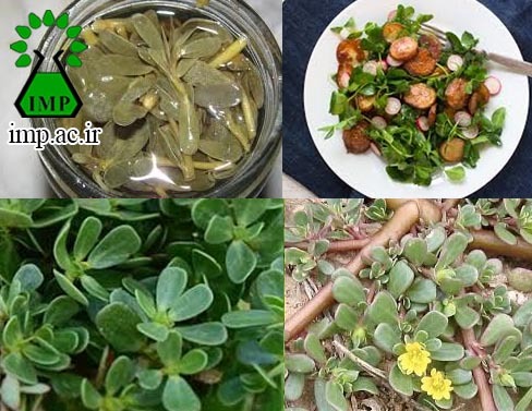 /Uploads/News/رفع تشنگی با مصرف گیاه خرفه در ماه رمضان Portulaca oleracea  