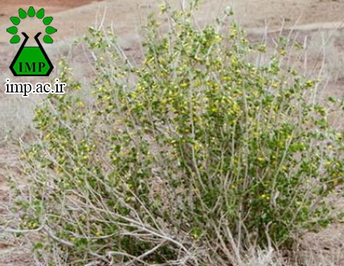 /Uploads/News/اسكروفولاريا استرياتا و اثر ضد دردي آن