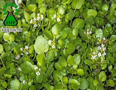 /Uploads/News/ آب تره ،علف چشمه، بولاغ اوتی 