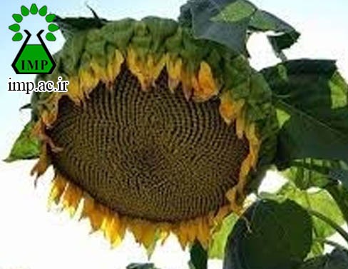 /Uploads/News/روغن دانه آفتاب گردان Helianthus annus  و تاثیر آن بر فشار خون 