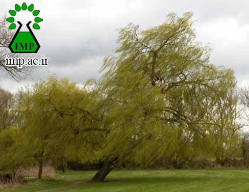 /Uploads/News/مشخصات گیاه بید سفید و کاربردهای آن. Salix alba L