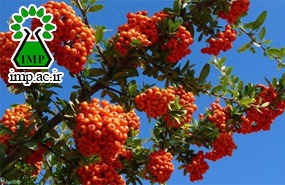 /Uploads/News/اثر عصاره زالزالک بر یادگیری