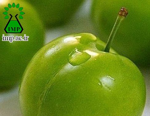 /Uploads/News/آشنایی با برخی خواص گوجه سبز Prunus cerasifera  