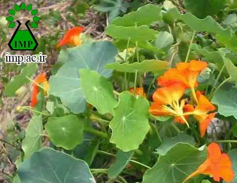 /Uploads/News/دانستنی های جذاب دنیای گیاهان لادن  Tropaeolum majus L  