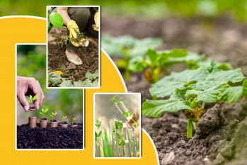 Production and supply of certified seeds, seedlings and transplants of medicinal plants