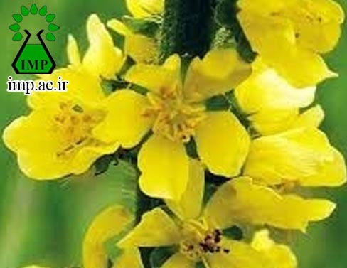 /Uploads/News/خاصیت دارویی گیاه آگریمونیا Agrimonia eupatoria