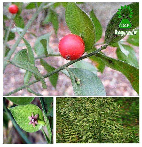 /Uploads/News/میوه هایی که روی برگ رشد می کنند .نام علمی: Ruscus hyrcanus Woron