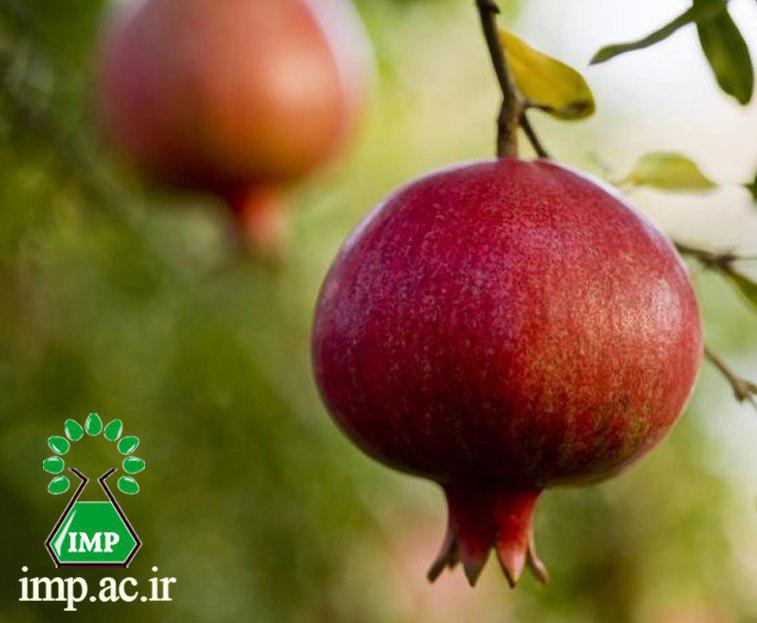 /Uploads/News/اثرات ضد ویروس پلی فنول های انار (Punica granatum)