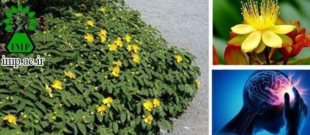 /Uploads/News/توسط محققان پژوهشکده گیاهان دارویی جهاد دانشگاهی،اثربخشی گل راعی بر درمان افسردگی مورد بررسی قرار گرفت.
