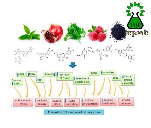 /Uploads/News/سنگ کلیه و رژیم غذایی گیاهی