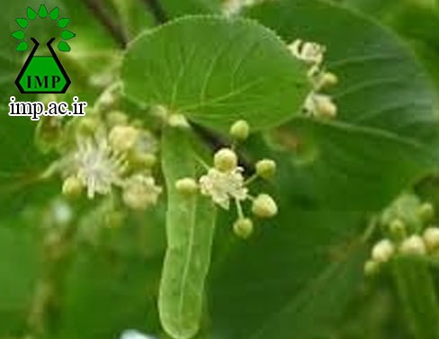 /Uploads/News/آشنایی با خواص درمانی گیاه زیرفون Tilia platyphyllos