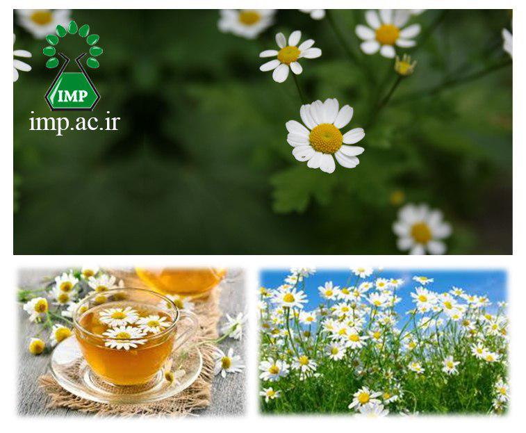 /Uploads/News/کاربردهای درمانی گل بابونه اروپایی