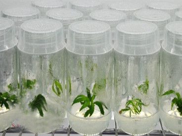 /Uploads/News/توانایی تولید انبوه گیاه در فضای محدود