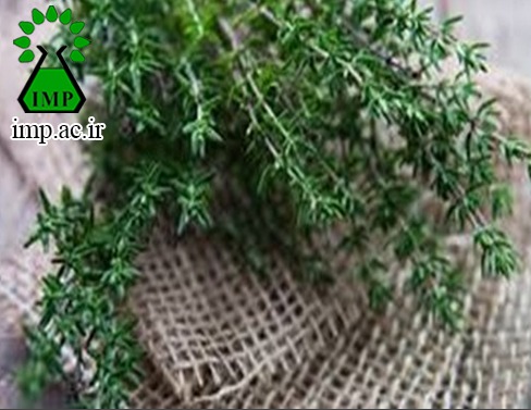 /Uploads/News/آویشن  موثر بر عوارض آلودگی هوا