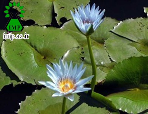 /Uploads/News/خواص دارویی گیاه نیلوفر آبی