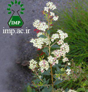 /Uploads/News/حنا