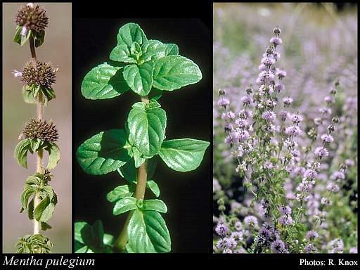 /Uploads/News/پونه معطر