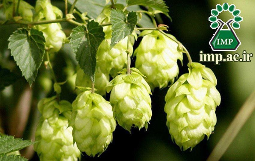 /Uploads/News/رازك  Humulus lupulus L 