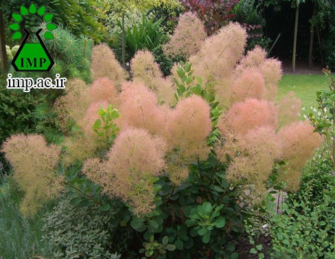 /Uploads/News/درخت پر، درخت دود  Cotinus Coggygria Scop