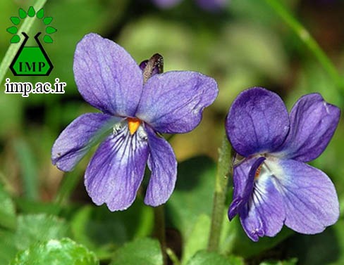 /Uploads/News/کاربردهای دارویی گیاه بنفشه  