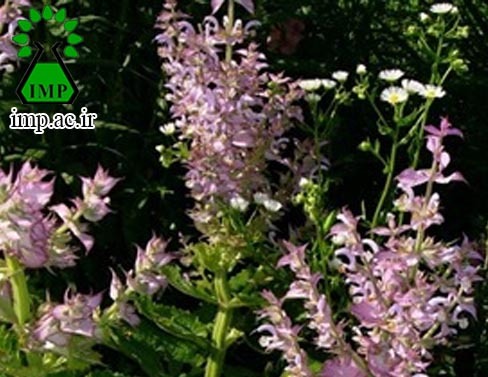 /Uploads/News/کارایی ضد قارچی مریم گلی کبیر - مرموک   Salvia sclarea L. – Haematodes scop