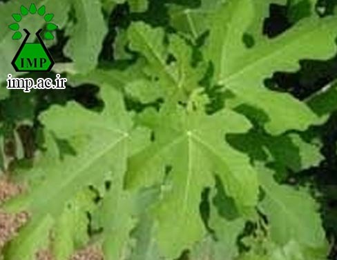 /Uploads/News/اثر ضد دیابتی برگ درخت انجیر Ficus carica