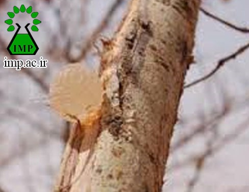 /Uploads/News/خاصیت ضد دیابتی گیاه صمغ عربی Acacia senegal Willd  