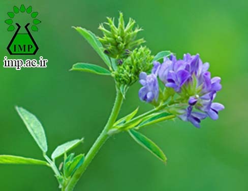 /Uploads/News/یونجه گیاهی برای کاهش کلسترول 