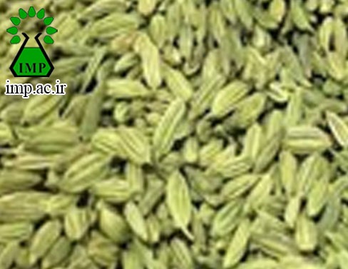 /Uploads/News/خواص درماني رازيانه نام علمی: Foeniculum    vulgare   