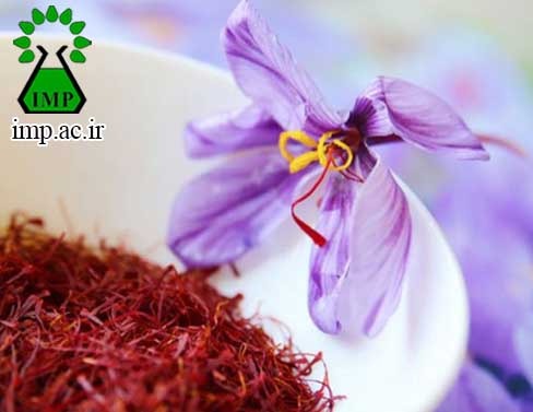 /Uploads/News/ بررسی  زعفران  Crocus sativus L.  با خاصیت و تقویت باروری در مردان