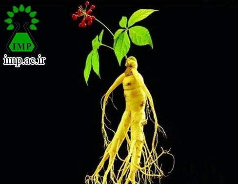 /Uploads/News/خواص دارویی جین سینگ Panax ginseng C.A.Mey 