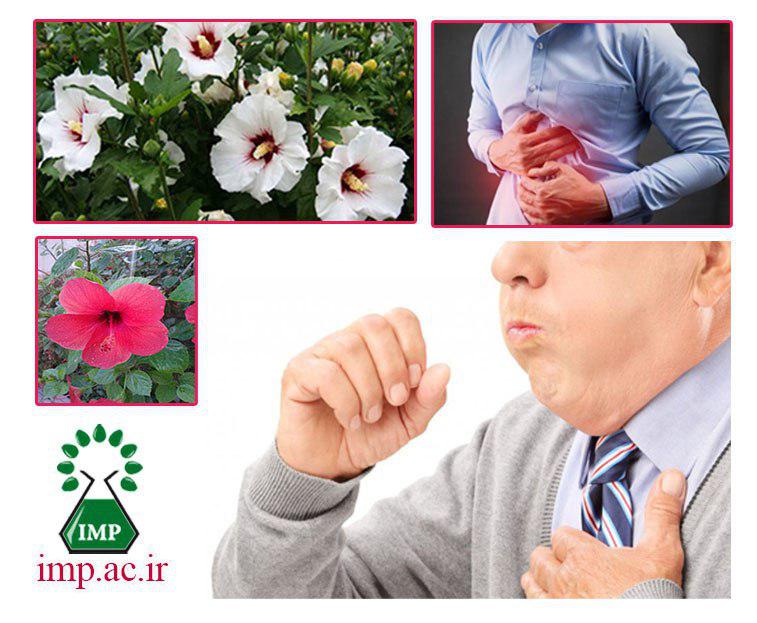 /Uploads/News/کاربردهای درمانی گیاه ختمی