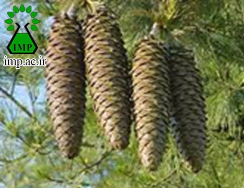 /Uploads/News/خواص ضد باکتری درخت کاج Pinus nigra  