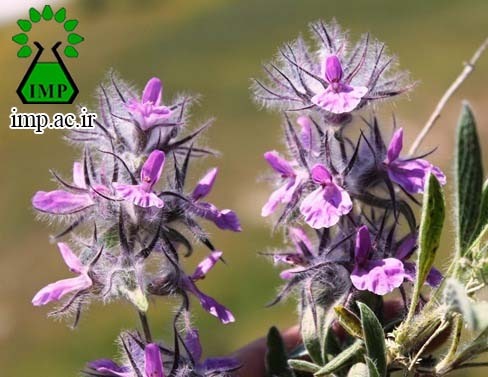 /Uploads/News/ اثرات ضد میکربی چای کوهی  Stachys lavandulifolia Vahl