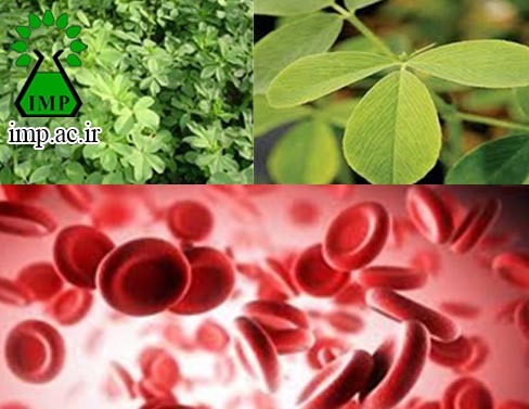 /Uploads/News/یونجه گیاهی به عنوان مکمل خون   Medicago Sativa 