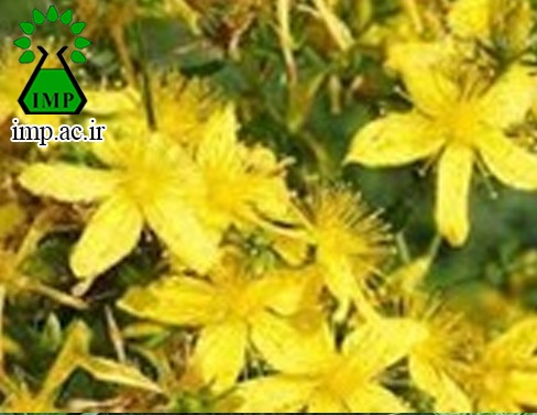 /Uploads/News/رفع سوختگی و تسکین درد با مصرف روغن هوفاریقون(Hypericum perforatum)