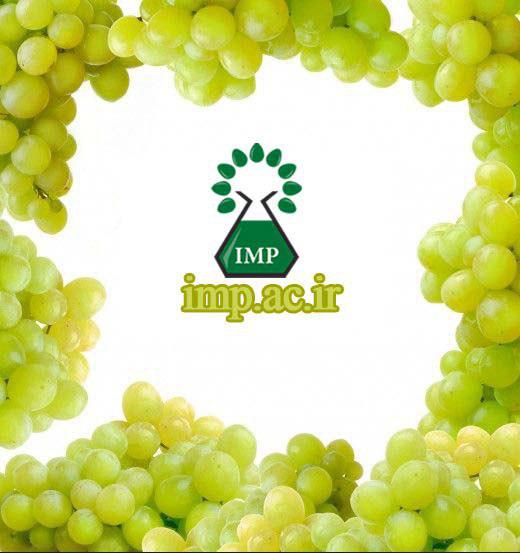 /Uploads/News/خواص انگور Vitis vinifera