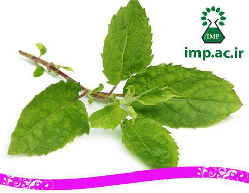 /Uploads/News/ خواص درمانی ریحان مقدس (Holy Basil)( Ocimum tenuiflorum) 